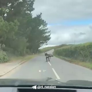 Epic fight between man and emu caught on video