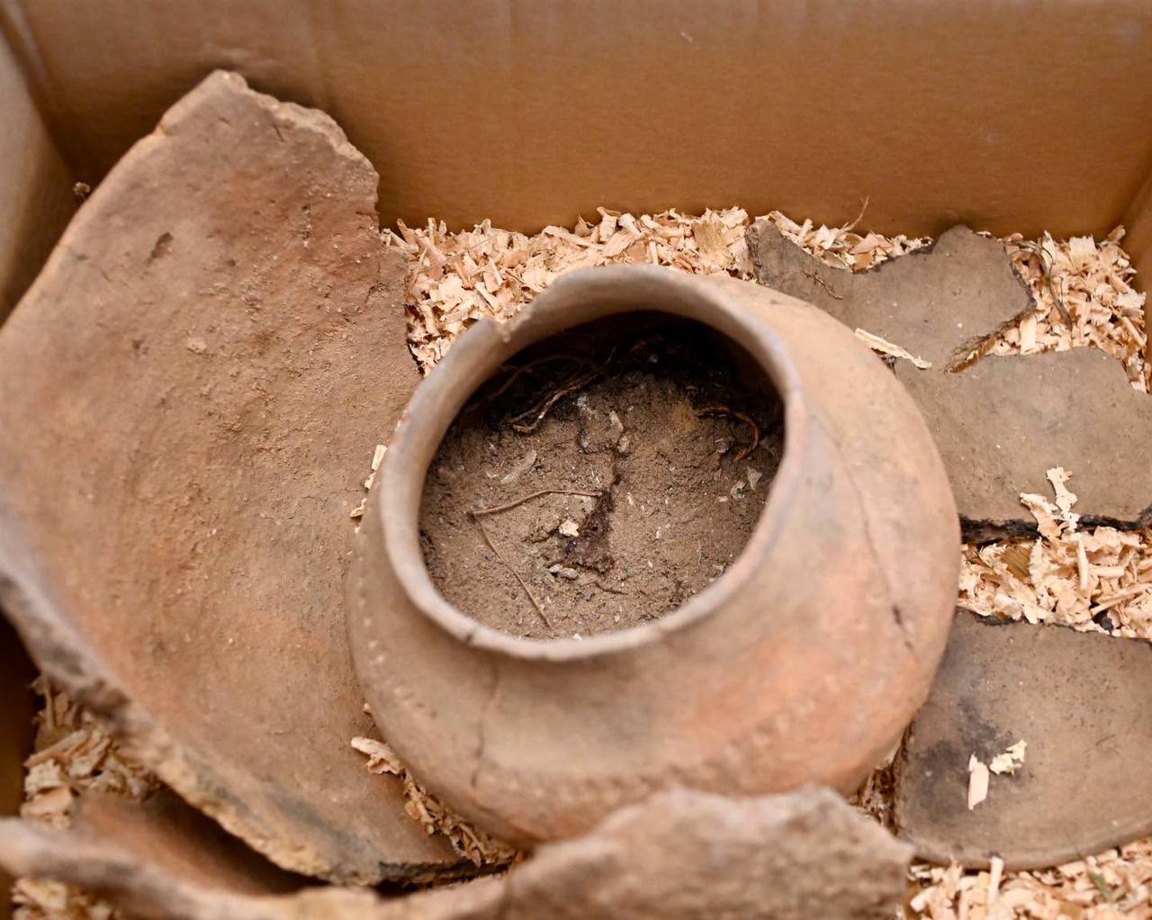 Mushroom foraging in Poland leads to archaeological discovery