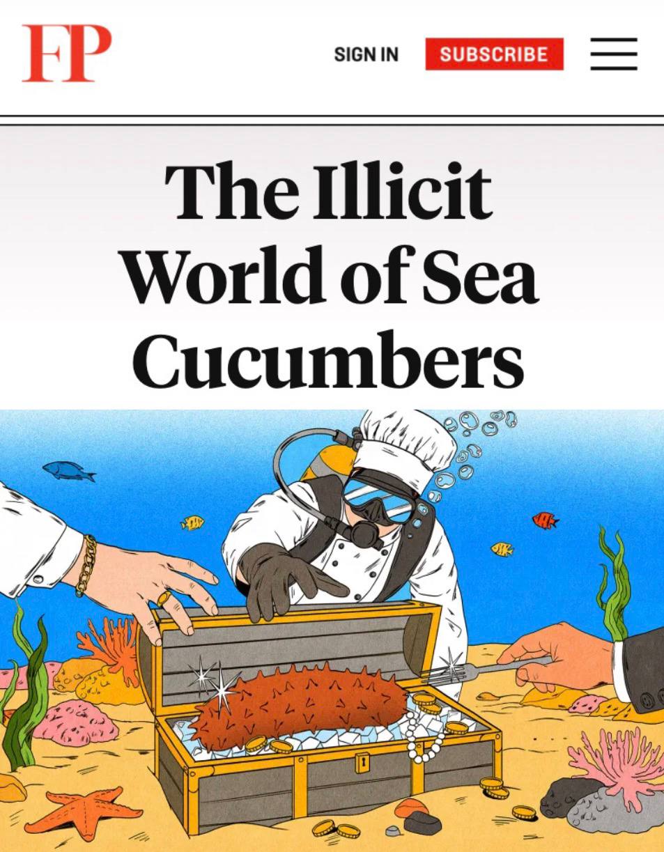 Sea cucumbers become shadow currency for drug cartels