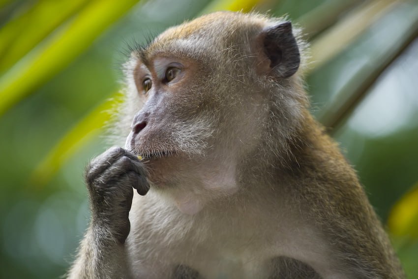 Troop of wild monkeys terrorizes residents of Indonesia's Bali island