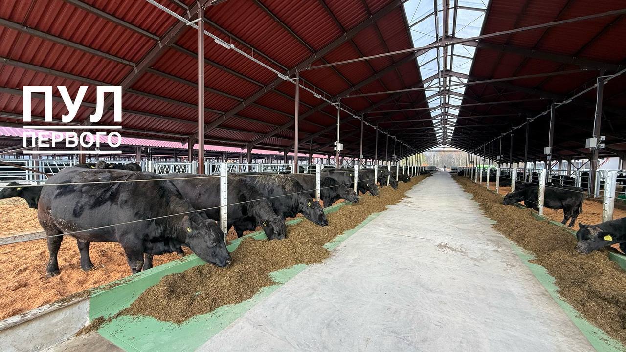 President visits Vitebsk region to inspect beef production at 'Krasny Bory Agro'