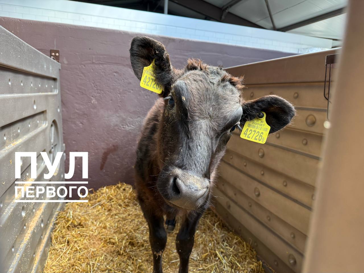 Osveya moves to the presidential farm
