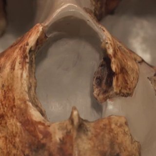 Anthropologists find oldest evidence of Neanderthal death by spear in Iraq
