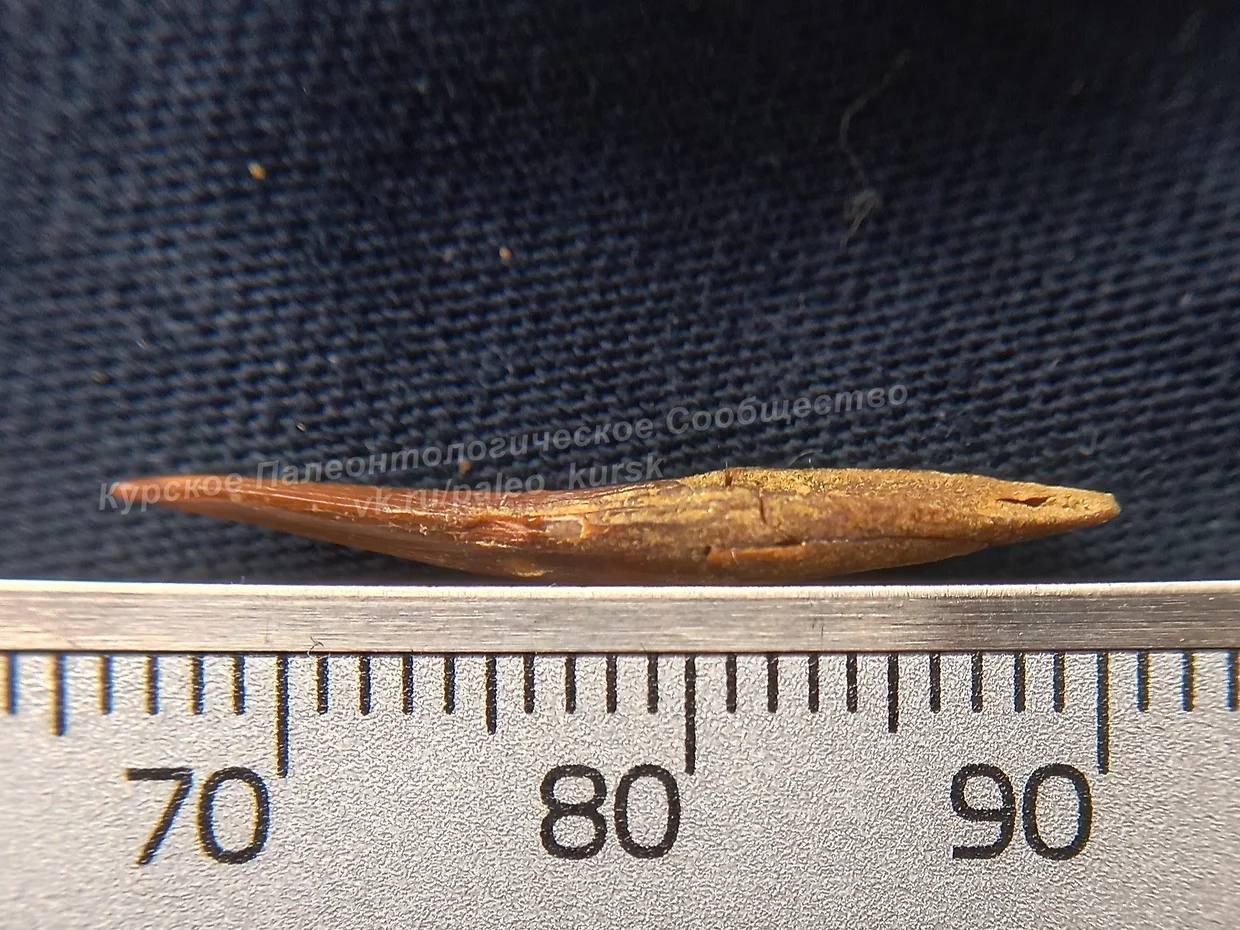 Pterosaur tooth about 100 million years old found in Kursk Oblast