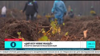 CIS Executive Committee staff planted 20,000 pine and birch saplings