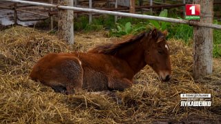 Scandale à Martinovitchi : les chevaux déplacés après une inspection