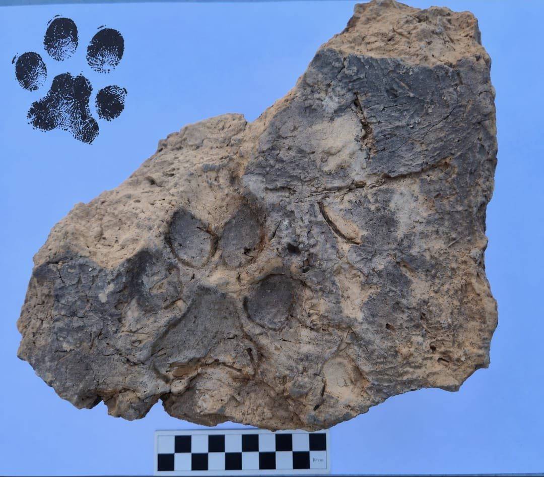 Turkish archaeologists find 4,000-year-old dog paw print on mud brick