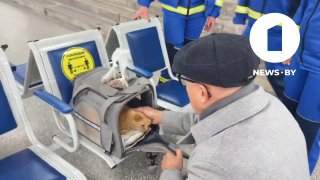 In Belarus, even cats are given food! Red Cross head packs meal for ginger cat