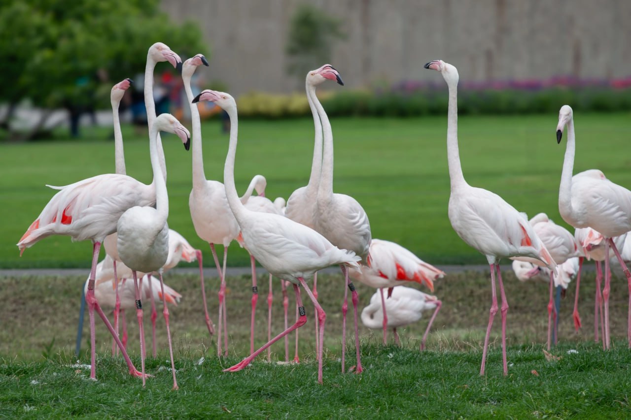 Pink flamingos in Kenya lose color due to changing lake conditions