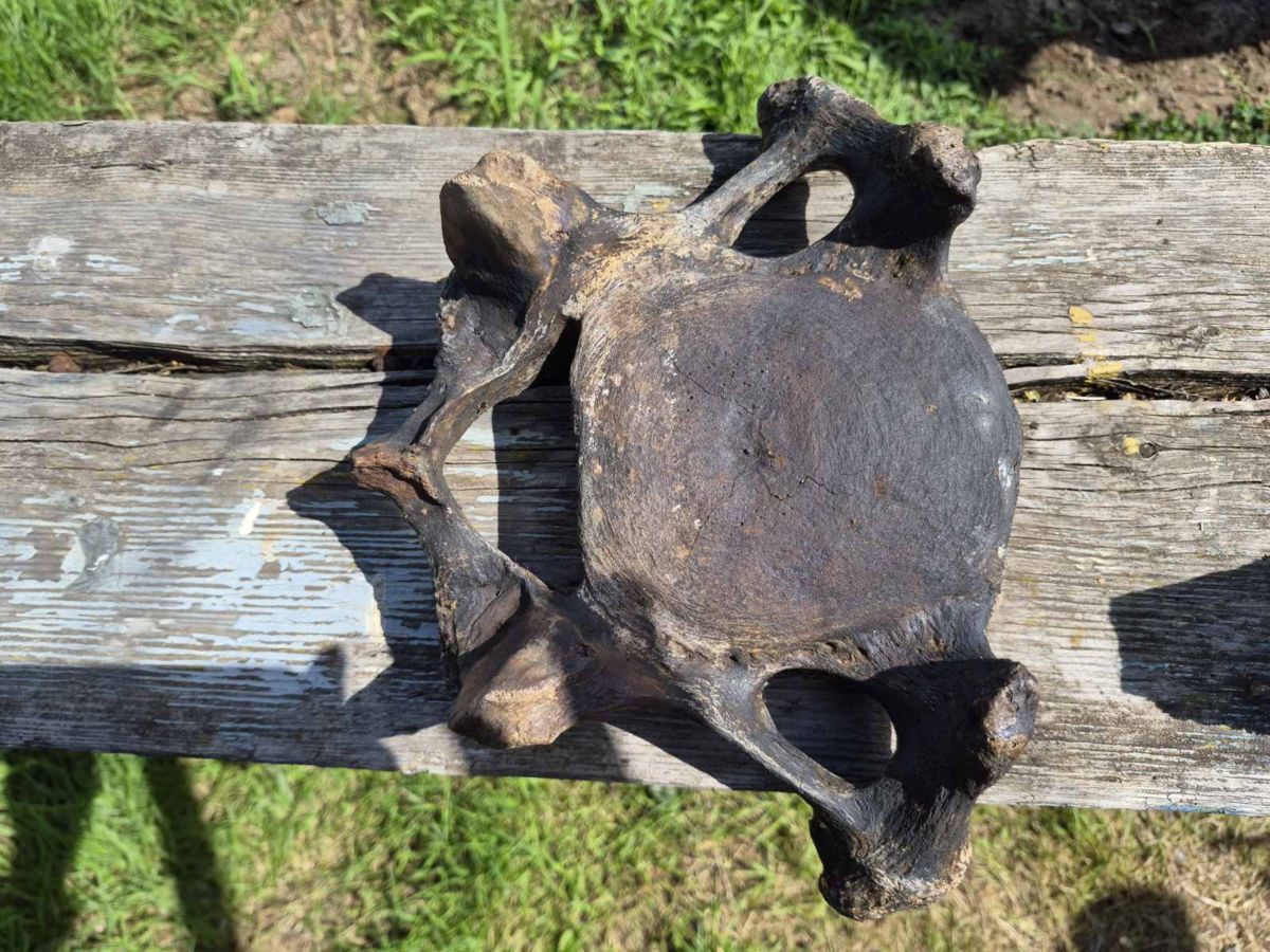 Gome vandens gelbėjimo komanda rado 20 tūkst. metų senumo bisono ir mamuto kaulų