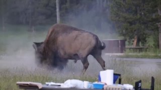 Bison attacks tourist in Yellowstone National Park in the US
