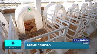 Transport for newborn calves shown at enterprise in Vitebsk region