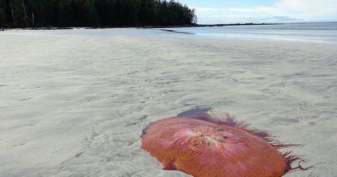 Beaches in northeastern US closed due to giant jellyfish invasion