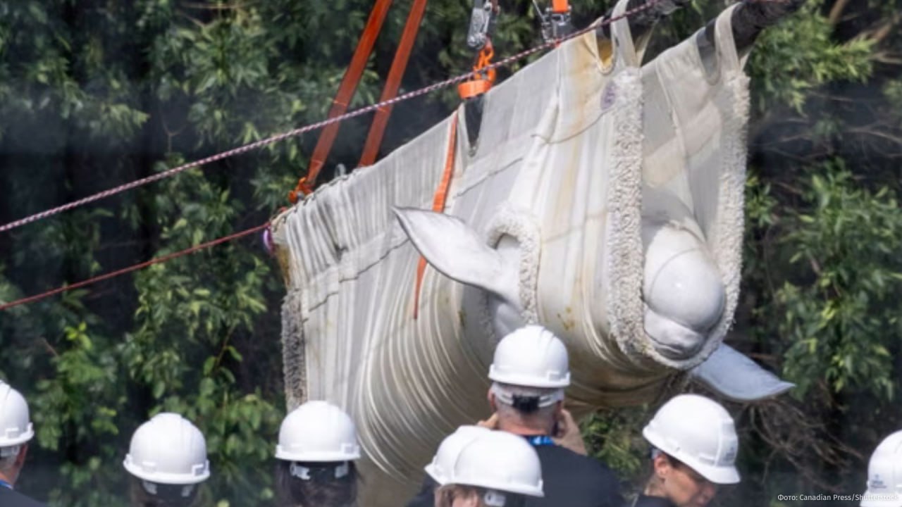 Seis belugas rescatadas de la eutanasia en Canadá