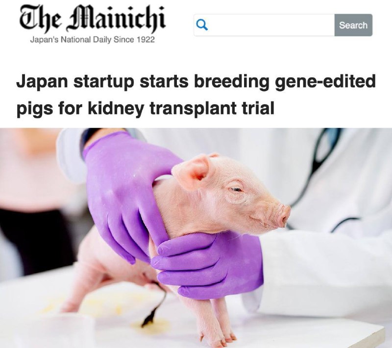 Japan Prepares for Pig Kidney Transplant Trials in Humans