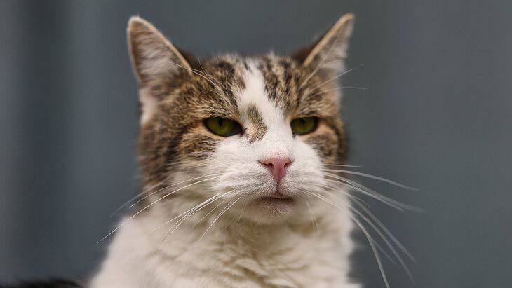 New UK Prime Minister Burnham Says He Won't Move Dog to Downing Street to Avoid Disturbing Cat Larry
