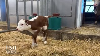 Exclusive footage from Farm No. 1: Heifer gives birth