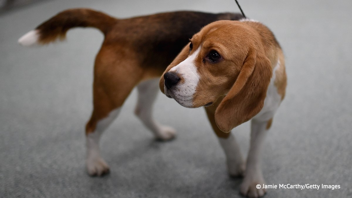 Scientists in the US bred hypoallergenic beagles, says Associated Press
