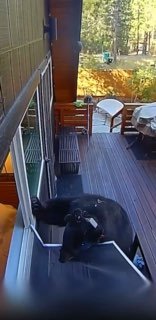 Un orso affamato deruba una casa sul lago Tahoe