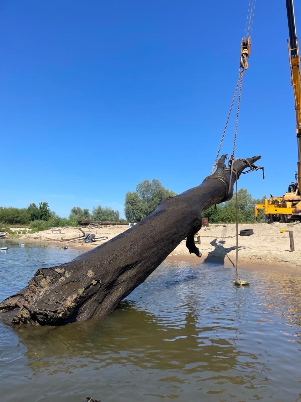 Ancient waterlogged oak up to 6,000 years old found in the Sozh River