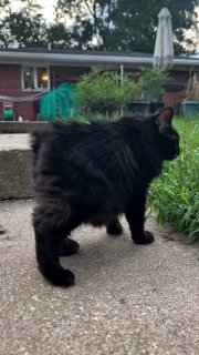 El gato redondo Mimerz gana popularidad
