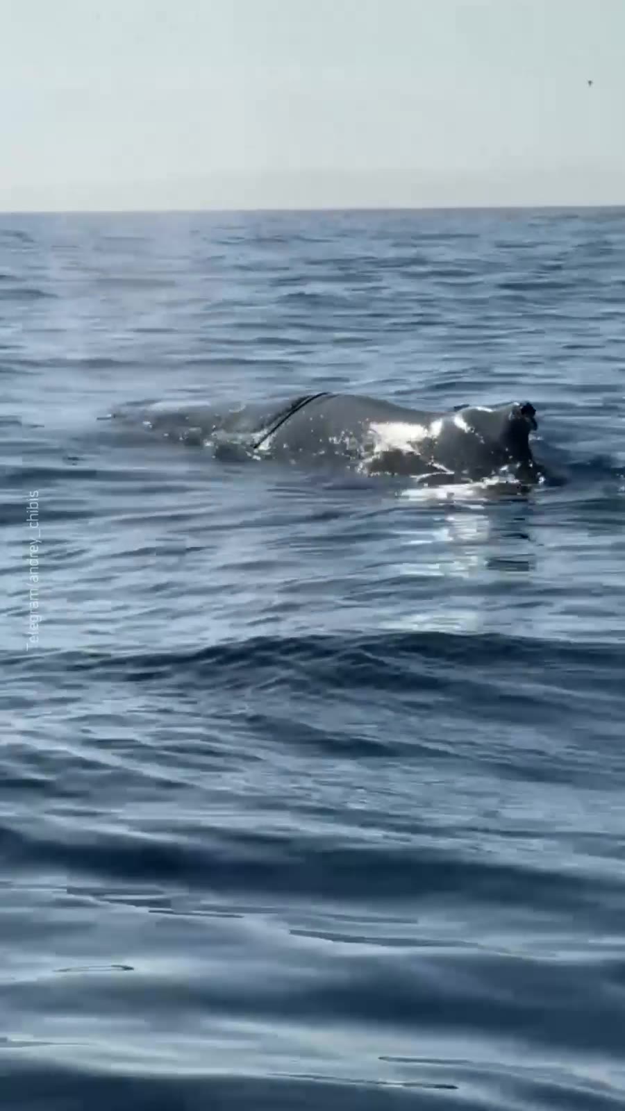 Whale Petia, entangled in fishing nets, rescued in Murmansk region