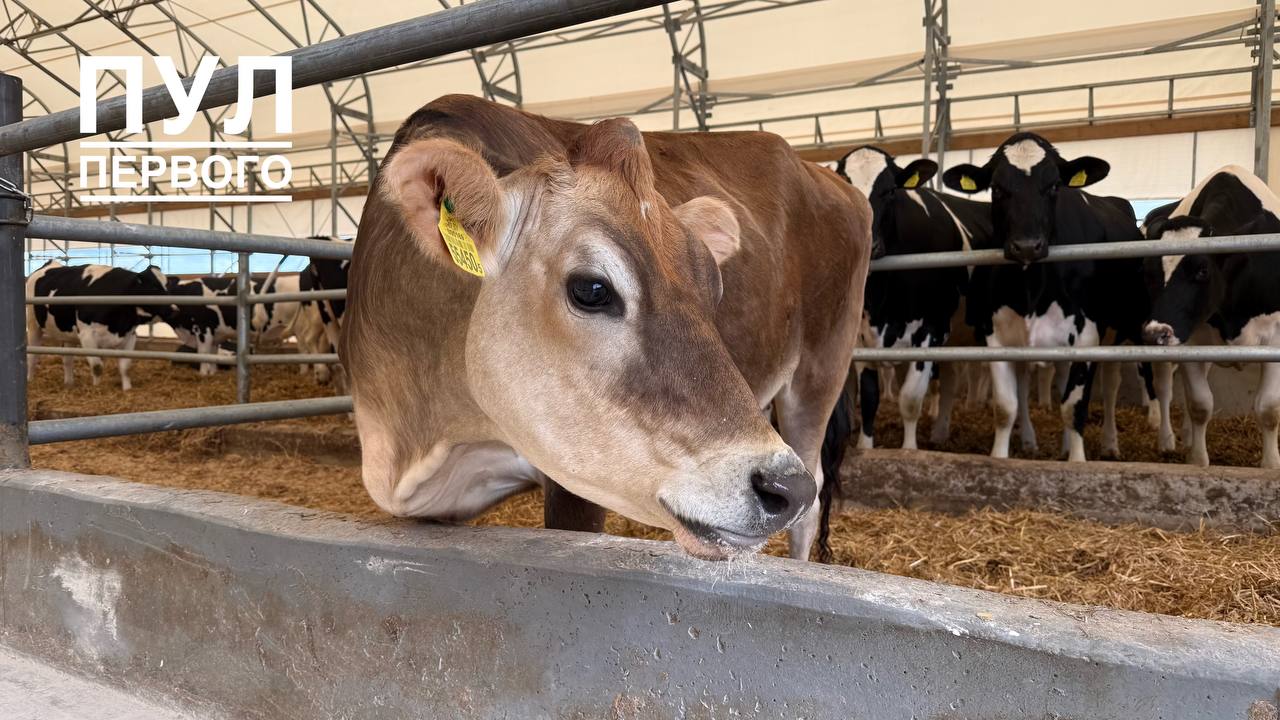 Munya heads to presidential farm, calf gifted to First President