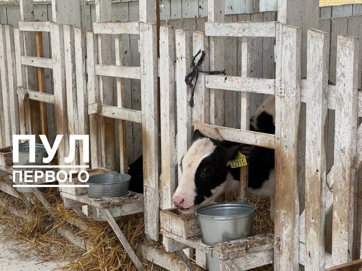 President praised a calf prophylactic facility in "Govyadyakh"