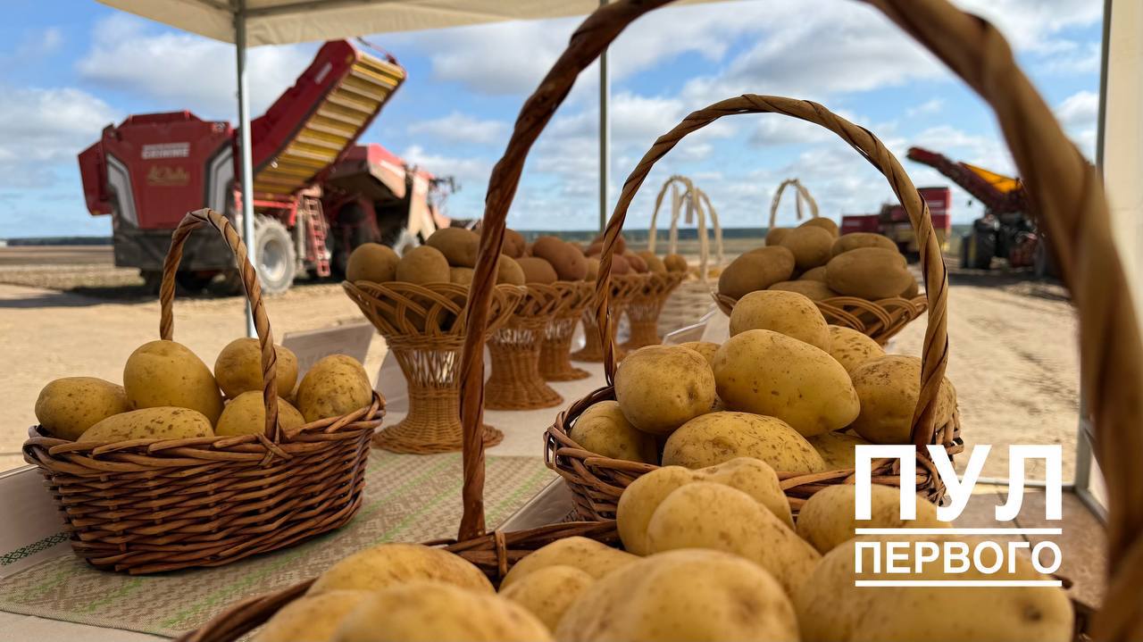 Next stop: Diana Farmstead for potato harvest report and new Belarusian varieties