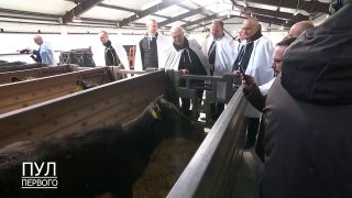 «Сиротка» со счастливой судьбой. На ферме — пополнение