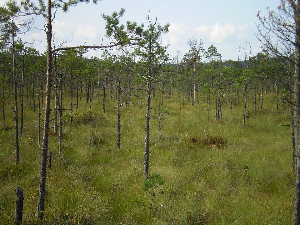 Berezina Biosphere Reserve