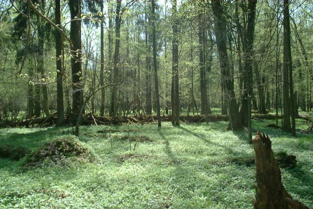 Belovezhskaya Pushcha Forest Ride
