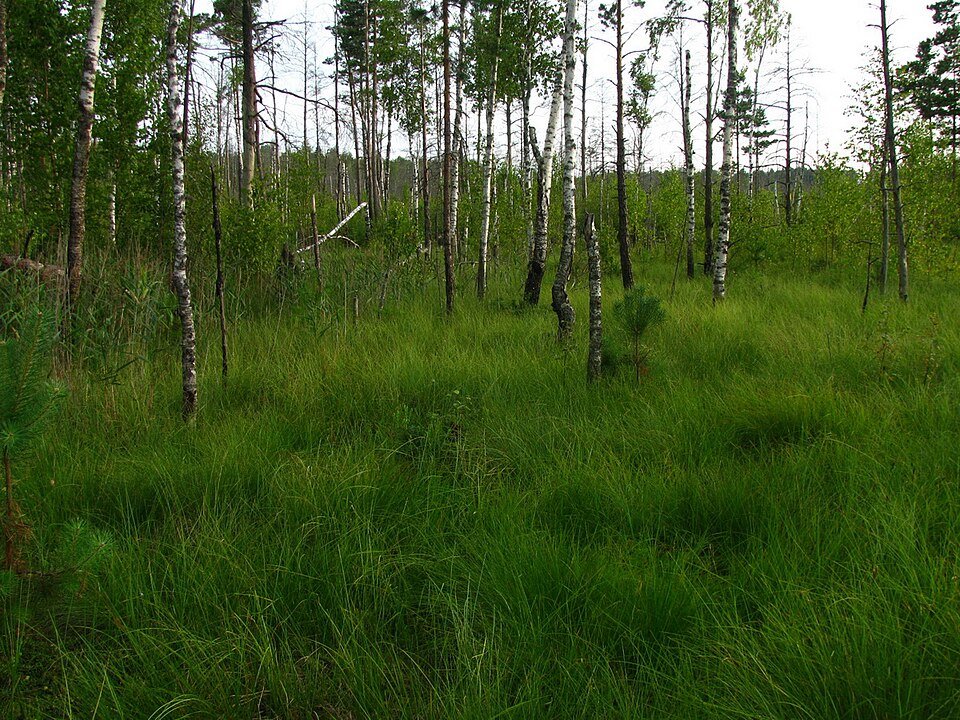 Yelnya Raised Bog